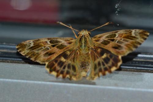 Réf. 305 944 : Carcharodus alceae